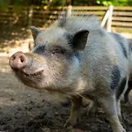 Farma Zelena Ruza Nyitrafő