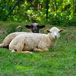 Farma Zelena Ruza Nyitrafő