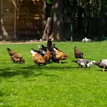 Farma Zelena Ruza Nyitrafő