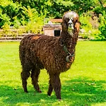Farma Farma Zelena Ruza Klacno