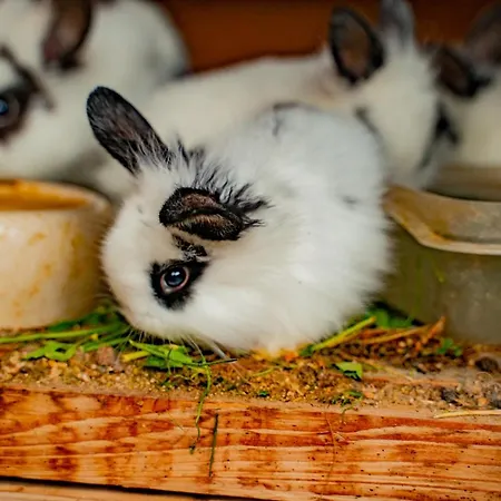 农家乐 Farma Zelena Ruza Klacno