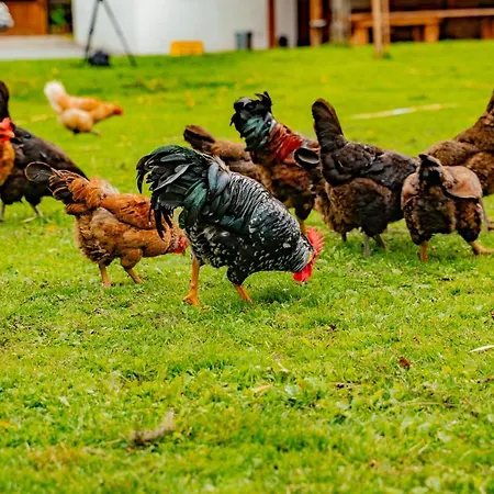 Farma Zelena Ruza Farmház