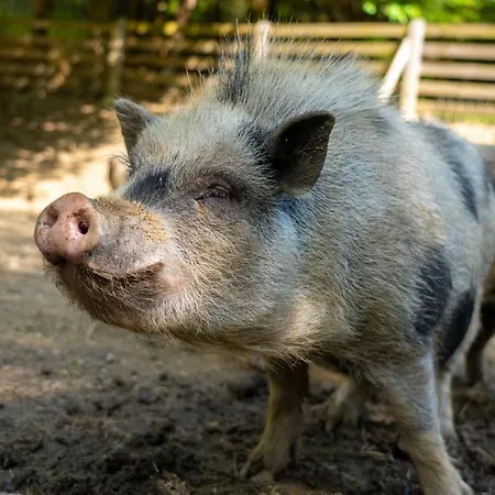 Farma Zelena Ruza Klacno