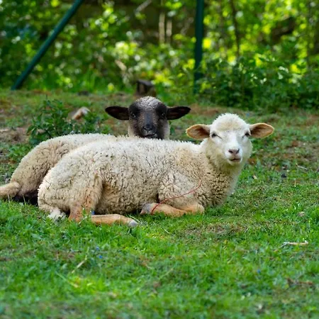 Farma Zelena Ruza Klacno