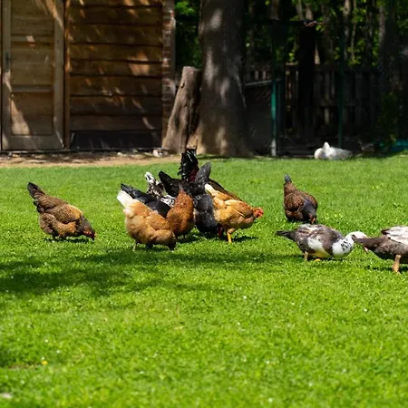 Farma Zelena Ruza Nyitrafő