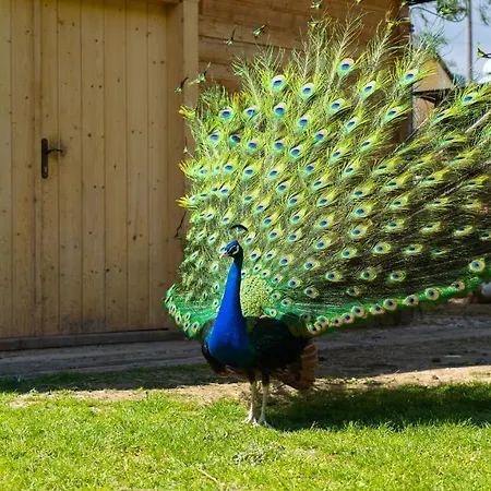 Farma Zelena Ruza בית חווה *