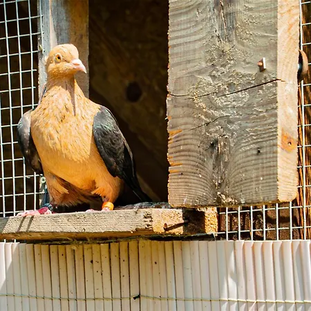 Farma Zelena Ruza 农家乐 *