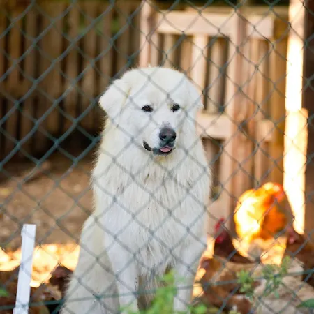 Farma Zelena Ruza Farmház