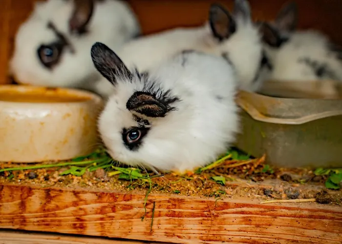 팜스테이 Farma Zelena Ruza Klacno