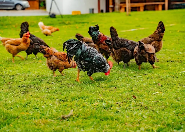 Farma Zelena Ruza 팜스테이