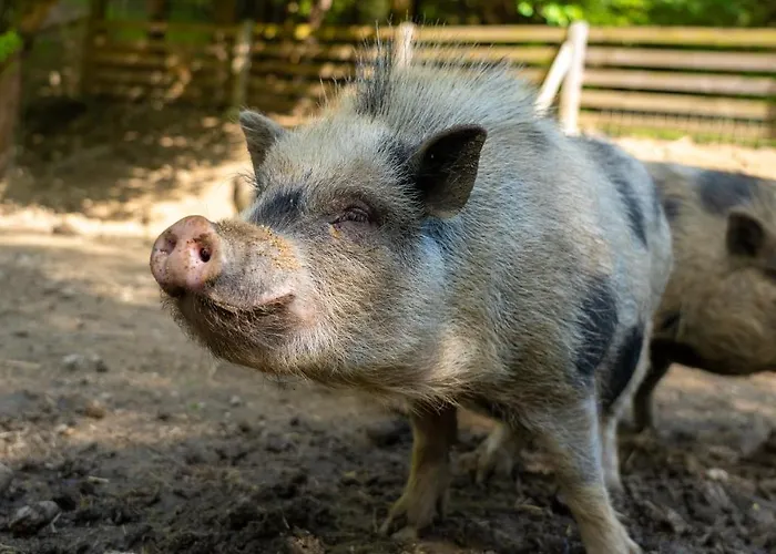 Farma Zelena Ruza Klacno