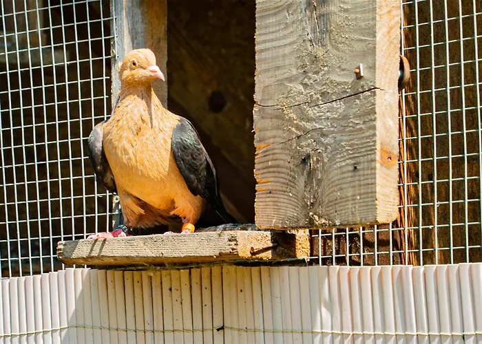 Farma Zelena Ruza 팜스테이 *