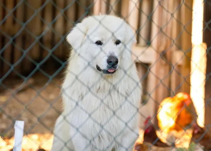 Farma Zelena Ruza 팜스테이